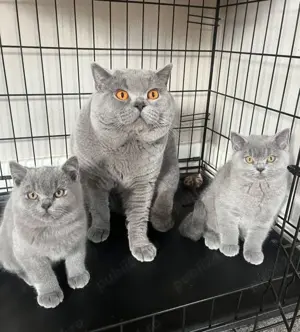 Pui British shorthair blue  - imagine 5