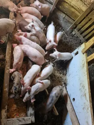 Purcei de vanzare  - imagine 2