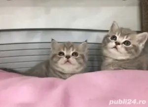 British Silver tabby  - imagine 2