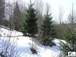 Teren situat in Predeal - imagine 6