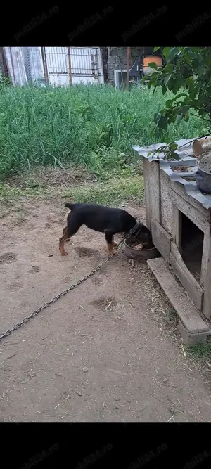 Pentru o nouă casă..sunt un bun prieten pentru un om responsabil.