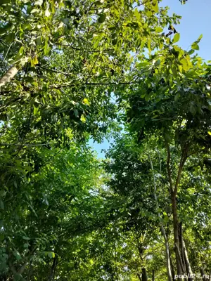  cabana din pădure - imagine 5