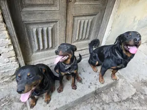 Rottweiler,1An, Mascul  - imagine 2