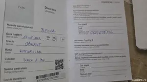 Rottweiler,1An, Mascul  - imagine 3