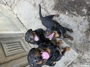 Rottweiler,1An, Mascul  - imagine 5