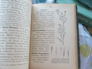 1905  Flora  Germaniei - Lb germana - imagine 3