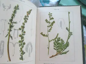 1905  Flora  Germaniei - Lb germana - imagine 4