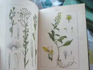 1905  Flora  Germaniei - Lb germana - imagine 5