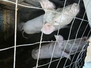 Porcii de vanzare! Titu - Dambovita