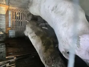 Porcii de vanzare! Titu - Dambovita - imagine 3