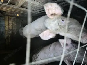 Porcii de vanzare! Titu - Dambovita - imagine 2