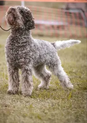 Disponibili pui din rasa Lagotto Romagnolo