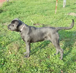 Masculul Cane Corso junior , cu Pedigree  - imagine 2