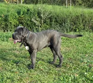 Masculul Cane Corso junior , cu Pedigree 