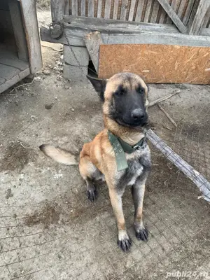 vand ciobanesc  - imagine 2