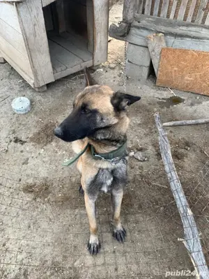 vand ciobanesc  - imagine 4