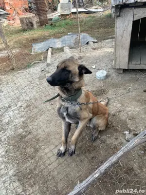 vand ciobanesc  - imagine 3