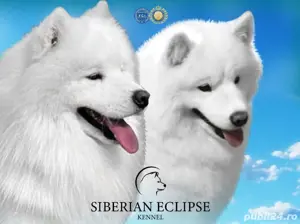 Căței Rasa Samoyed cu Pedigree, părinți campioni - imagine 3