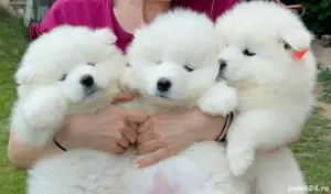 Căței Rasa Samoyed cu Pedigree, părinți campioni - imagine 2