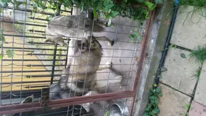 câini Husky pereche