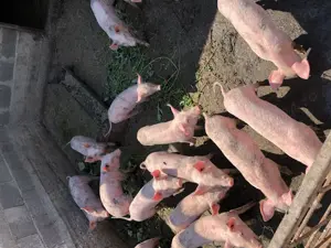 Purcei de vânzare  - imagine 3 Purcei de vânzare  - imagine 3