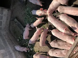 Purcei de vânzare  - imagine 5 Purcei de vânzare  - imagine 5