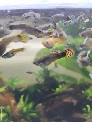 vand guppy