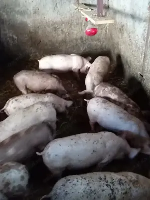 Porci Landras cu Pietran