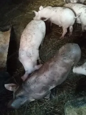 Porci Landras cu Pietran - imagine 3