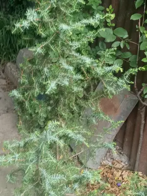 Ienupăr argintiu cu fructe(bobițe)  - imagine 2