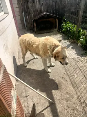 câine ciobănesc rasa Kangal - imagine 3