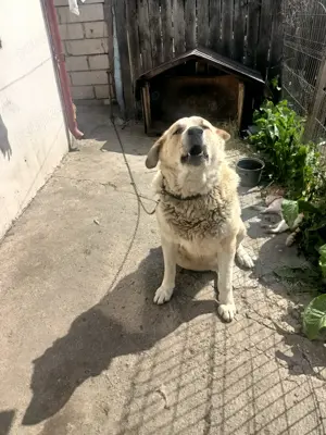 câine ciobănesc rasa Kangal - imagine 2