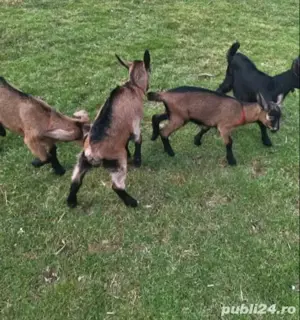 Țapișori alpini francezi de vânzare 