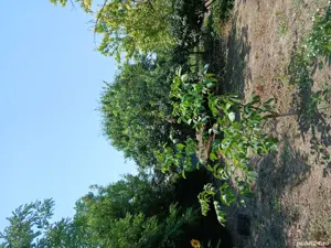 Vând casă in Slobozia cartier Bora - imagine 8