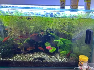 vand acvariu  - imagine 5