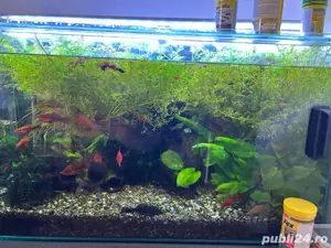 vand acvariu  - imagine 2
