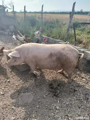 Vand scroafa  - imagine 3