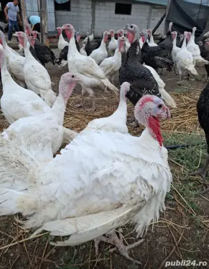 Vând curcani crescuti la țară pe izlaz