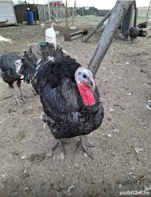 Vând curcani crescuti la țară pe izlaz - imagine 2 Vând curcani crescuti la țară pe izlaz - imagine 2