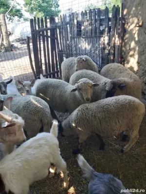 berbeci de vanzare - imagine 2