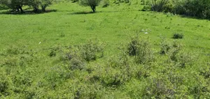 Teren de vânzare 5.850 mp   Poieniță de vis la 2 km de Dunăre, Cruşoviţa (Caraș-Severin) - imagine 6