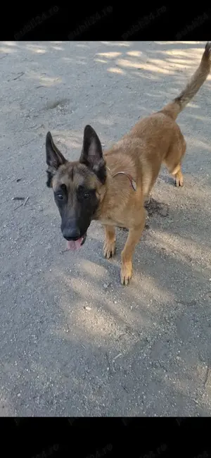 Ciobanesc belgian malinois 