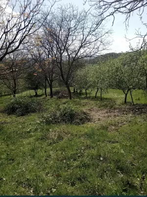 Urgent !!!Teren Copacelu 1500m2 intravilan la 4,5 km din centru  - imagine 3