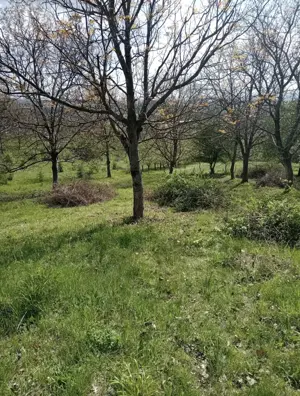 Urgent !!!Teren Copacelu 1500m2 intravilan la 4,5 km din centru  - imagine 2
