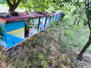 vand cuti stupi albine 