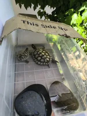 Broaște țestoase  - imagine 2