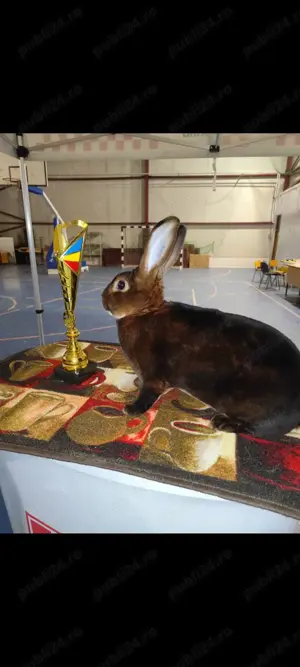 Iepuri Rex castor, albastru și galben - imagine 2