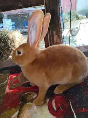 Iepuri Rex castor, albastru și galben - imagine 4