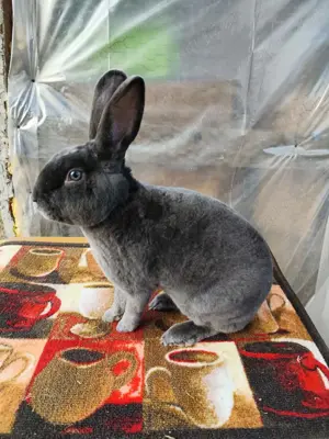 Iepuri Rex castor, albastru și galben - imagine 3