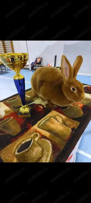 Iepuri Rex castor, albastru și galben